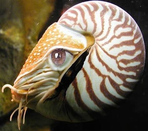 Nautilus With Eye Alice Chaos Flickr
