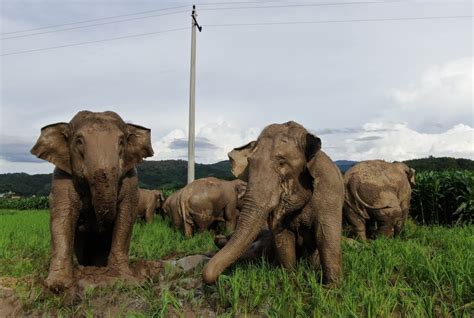 Xinhua Headlines Working To Keep Wandering Elephants Happy At Forest