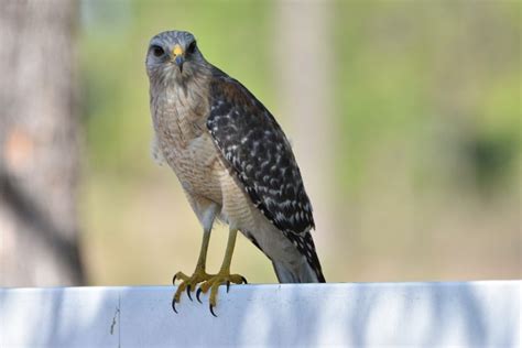 9 Species Of Hawks In Florida With Pictures And Info Optics Mag