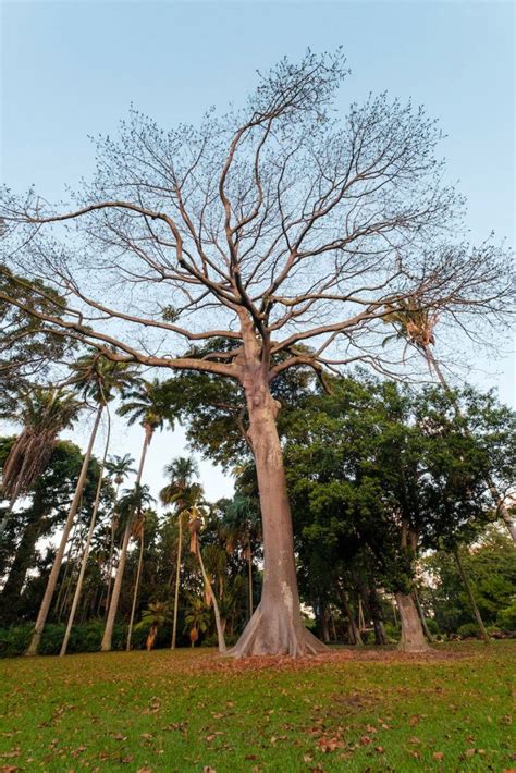 Photo Gallery See Some Of Honolulus Exceptional Trees