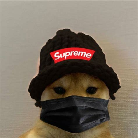 Cachorrinho Da Supreme Rapper Outfits Dog Icon Baby Animals Super Cute