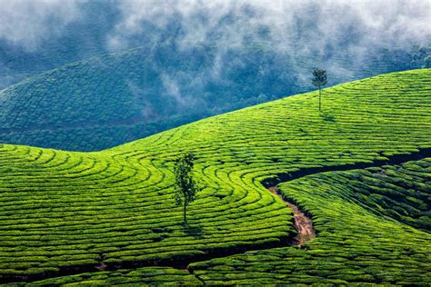 The Development Of Sri Lanka Tea Farms World Tea Directory