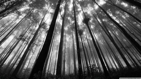 Gray Forest Wallpapers Top Free Gray Forest Backgrounds Wallpaperaccess