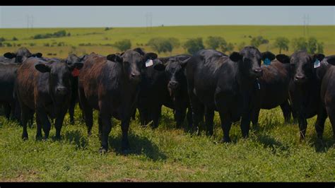 Purina® omega match™ ration balancing horse feed is specially formulated by ph.d. Hard Work + High Quality... - Stockyard Feed & Western Wear