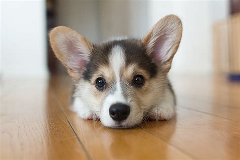 Find a pembroke welsh corgi puppy from reputable breeders near you in ohio. Corgi Puppies - Dogtime