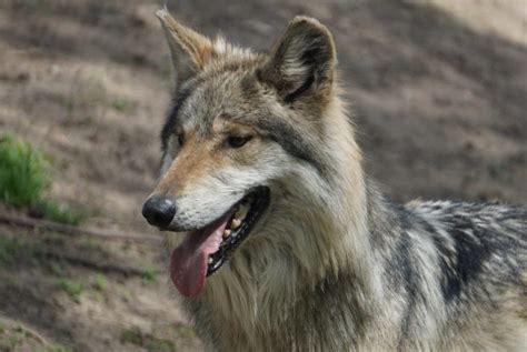 Mexican Grey Wolf - Saginaw Children's Zoo