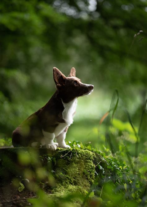 The Art Of Dog Photography Create Captivating Dog Portraits