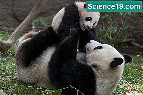 ¿cómo Hace Pandas Mate 💫 Portal Multimedia Científica Y Popular 2023