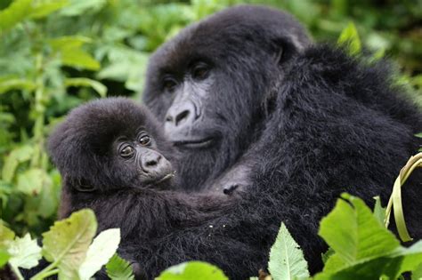 Mountain Gorillas In Rwanda Rwanda Gorilla Safaris
