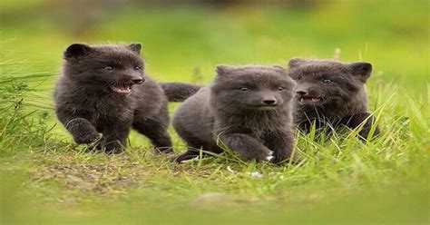 Arctic Fox Puppies Aww