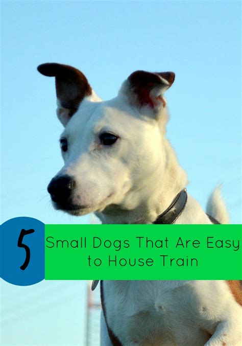 Yorkies are tiny and are easy to take almost anywhere. 5 Small Dogs That Are Easy to House Train - http://www ...
