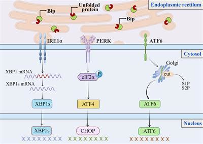 Frontiers Endoplasmic Reticulum Stress In Innate Immune Cells A