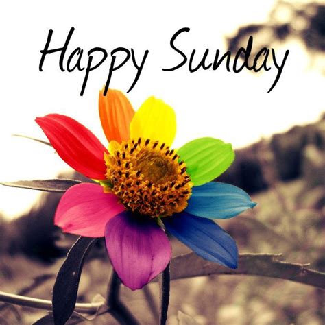 See more ideas about good morning sunday images, sunday images, good morning happy sunday. Happy Sunday Colorful Flower Pictures, Photos, and Images ...