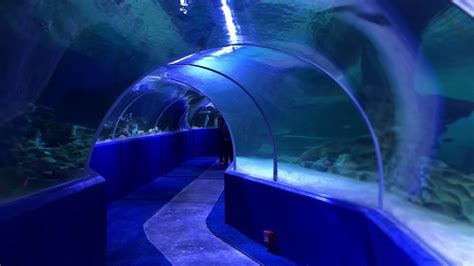Tunnel Aquarium Youtube