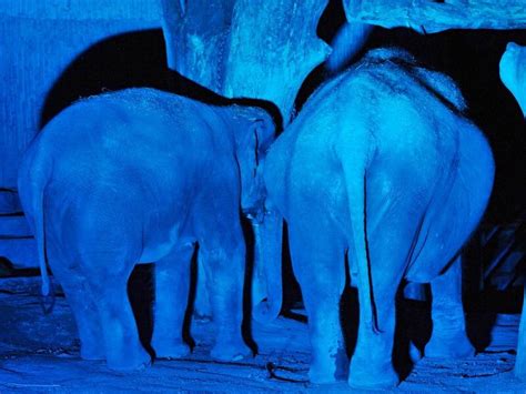 Soñar Con Elefantes Azules