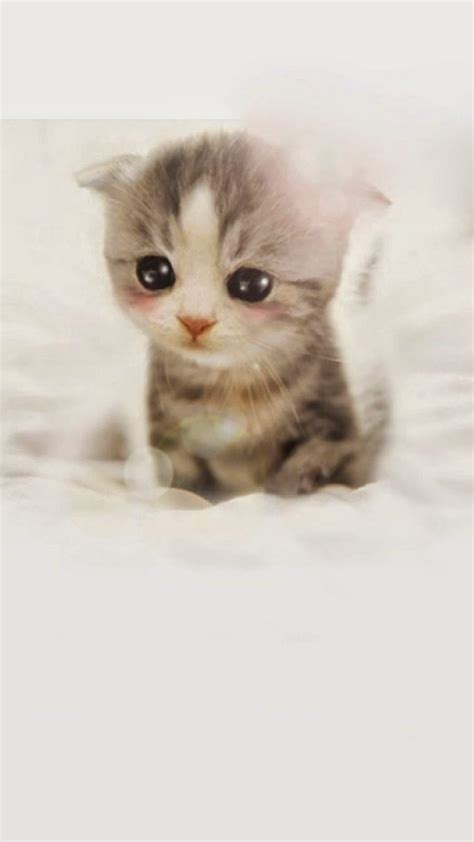 Anak Kucing Comel Cute Wallpaper Kucing Kartun Pink Wallpaper Kartun