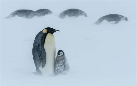 Emperor Penguin Chicks Survive Blizzard In Antarctica In Pictures