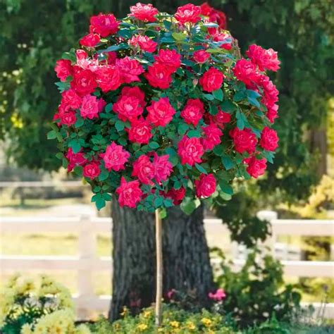 Double Knock Out Rose Tree Unique Rose Tree With Lush Red To Pink