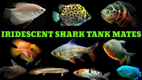 Top Iridescent Shark Tank Mates Youtube