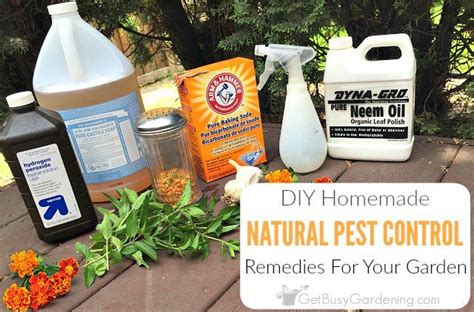 Keep those pests away with these natural remedies. Natural Garden Pest Control Remedies And Recipes | Garden pest control, Garden pests, Pest control