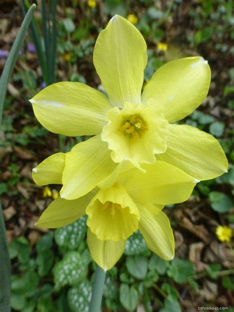 Narcis Narcissus Pipit Květy Květenství Zahrada
