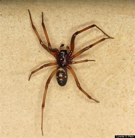 False Widow Spider Bites Arachnophobic Teenager Charley Porter Seven Times Huffpost Uk