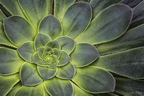 Macro Photography Tips For Capturing The Beauty Of Desert Plants