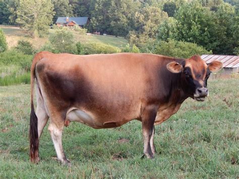 White Star Miniature Jerseys Cattle For Sale