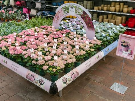 Magical Hydrangea Guides You Through Natures Wonders And Colors