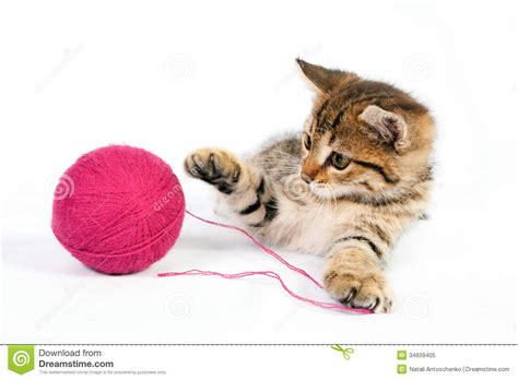 #cats #cats and yarn #cats playing with yarn #cats embroidery #cat embroidery #embroidered cats #embroidered yarn #40s embroidery #vintage embroidery #vintage needlepoint #needlepoint #embroidery … читать. Tabby Kitten Playing With A Ball Of Yarn Royalty Free ...