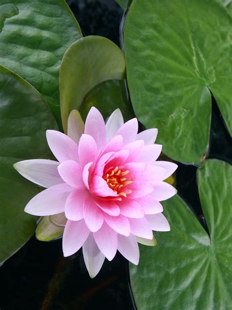 The Lotus Plant Adaptations That Help It Survive In Water Humans For