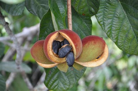 Guarda As Sementes E Servem De Alimento