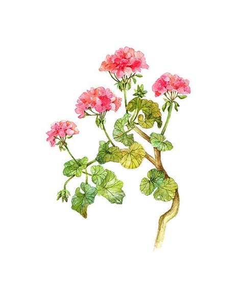 Geranium Print Botanical Illustration Watercolor Illustration Floral