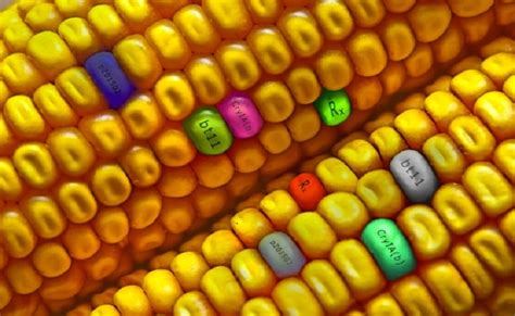 Ever wondered what ogm means? OGM: Dopo flop in UE, bene distruzione piante biotech in ...