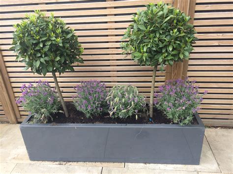 Beautiful Bay Trees Teamed With Lavender In A Stylish Grey Rectangular