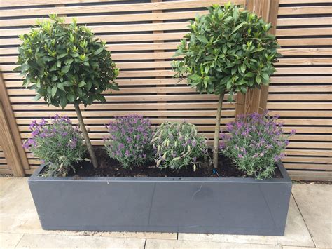 • please note they are not lined and if left outside will weather and discolour over time. Beautiful bay trees teamed with lavender in a stylish grey ...