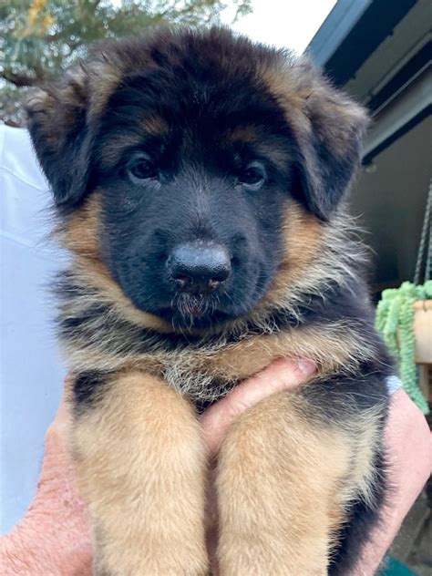 German Shepherd Pedigree Purebred Puppies For Sale Brisbane