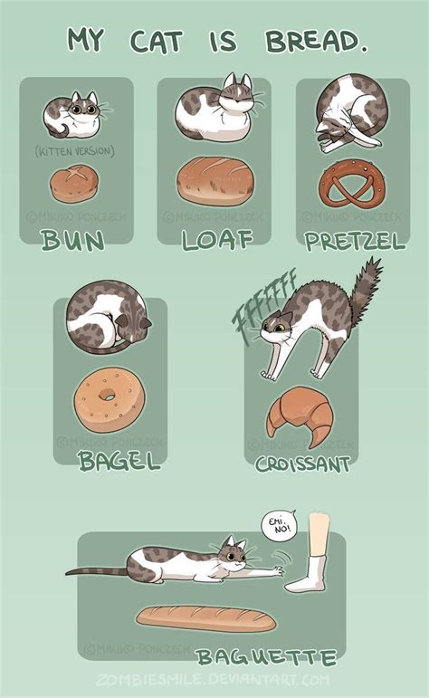A Guide For Identifying Your Cat Loaf Rcatloaf