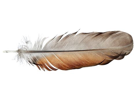 Feather Anatomy And Function