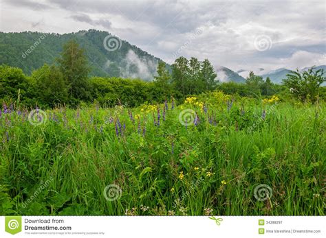 Mountain Meadow Flowers Mist Stock Image Image Of Mountains Outlook