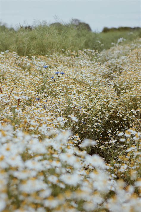 Daisy Field Pictures Download Free Images On Unsplash