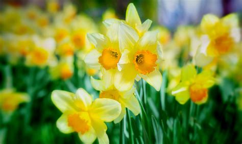 Daffodils The March Birth Flower That Announces The Return Of