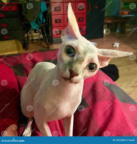 Sphynx cat Nala stock photo. Image of sphynx, nala - 154125814