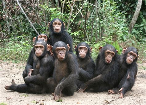 A Shrewdness Of Apes Chimpanzee Great Ape Animals Wild