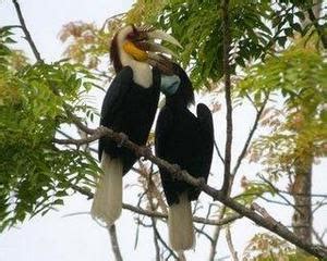 BERITA KALIMANTAN: Burung Khas Kalimantan