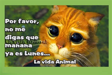 Resultado de imagen de imagenes con frases