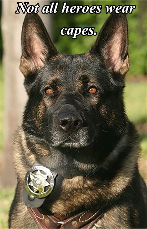 477 Best Policeand K9s Images On Pinterest Military Dogs
