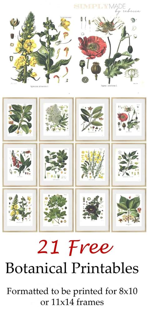 21 Free Botanical Printables Simply Made By Rebecca Botanical