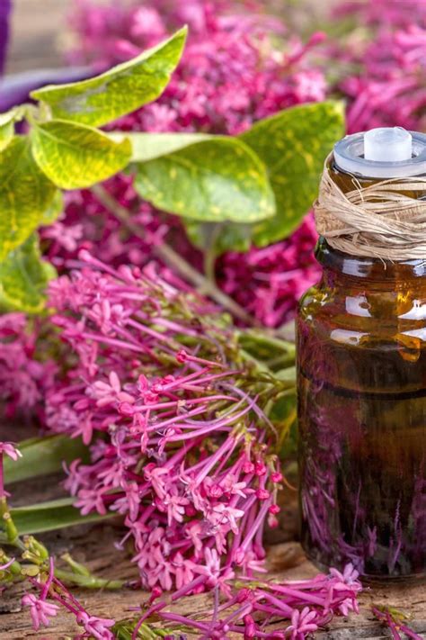 This oil is extracted from the steam distillation of flowers and leaves of clary sage plant. Clary sage oil: Uses, side effects, and benefits