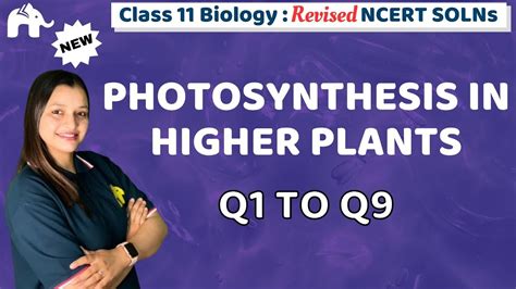 Photosynthesis In Higher Plants Class Biology Revised Ncert
